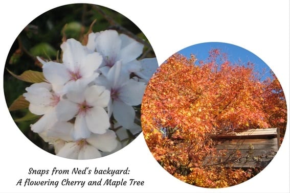 Snaps from Neds backyard A flowering Cherry and Maple Tree