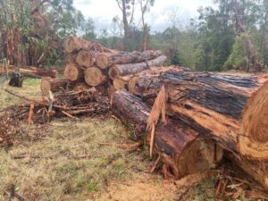wood logs in a pile in a paddock