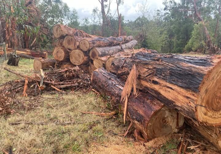 wood logs in a pile in a paddock